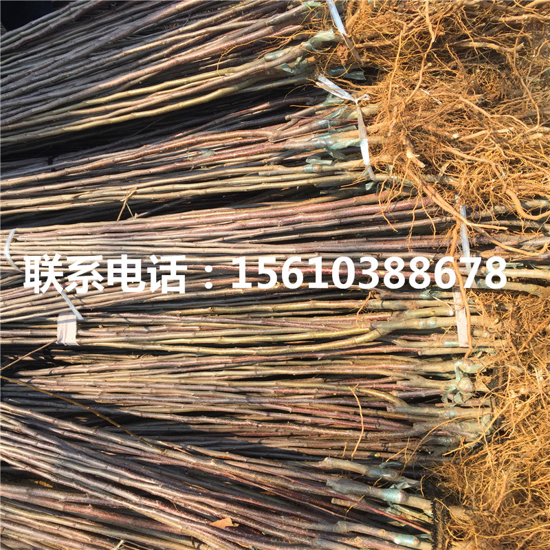 望香紅蘋果樹苗多少錢一棵