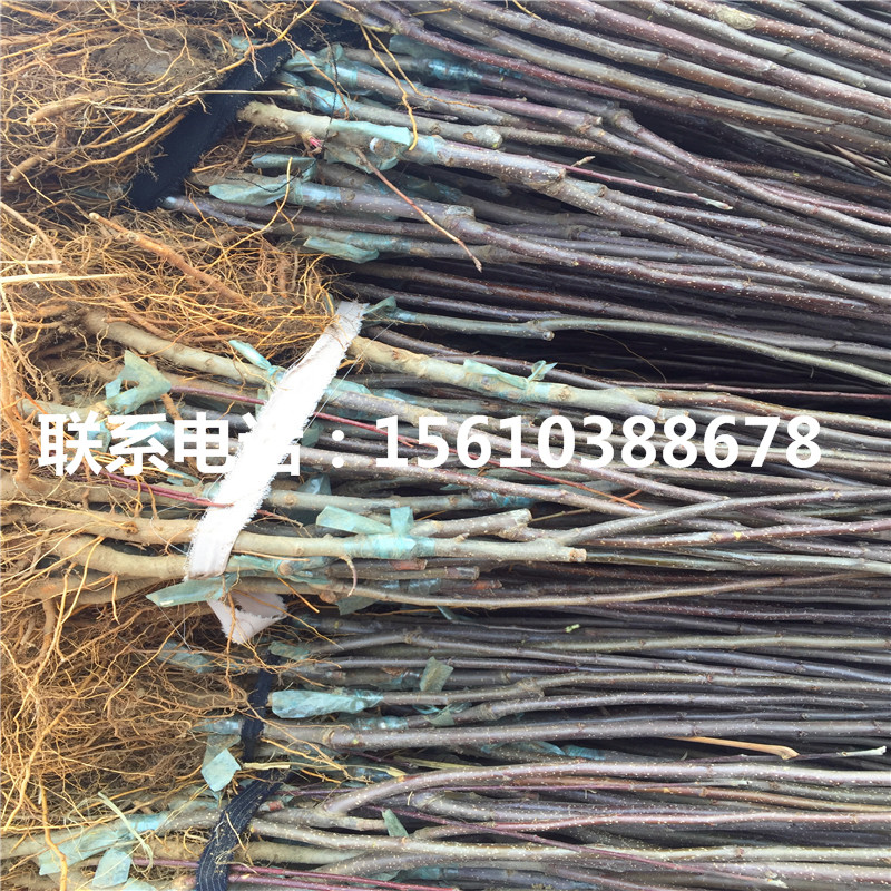 美味蘋果樹苗上車價(jià)格