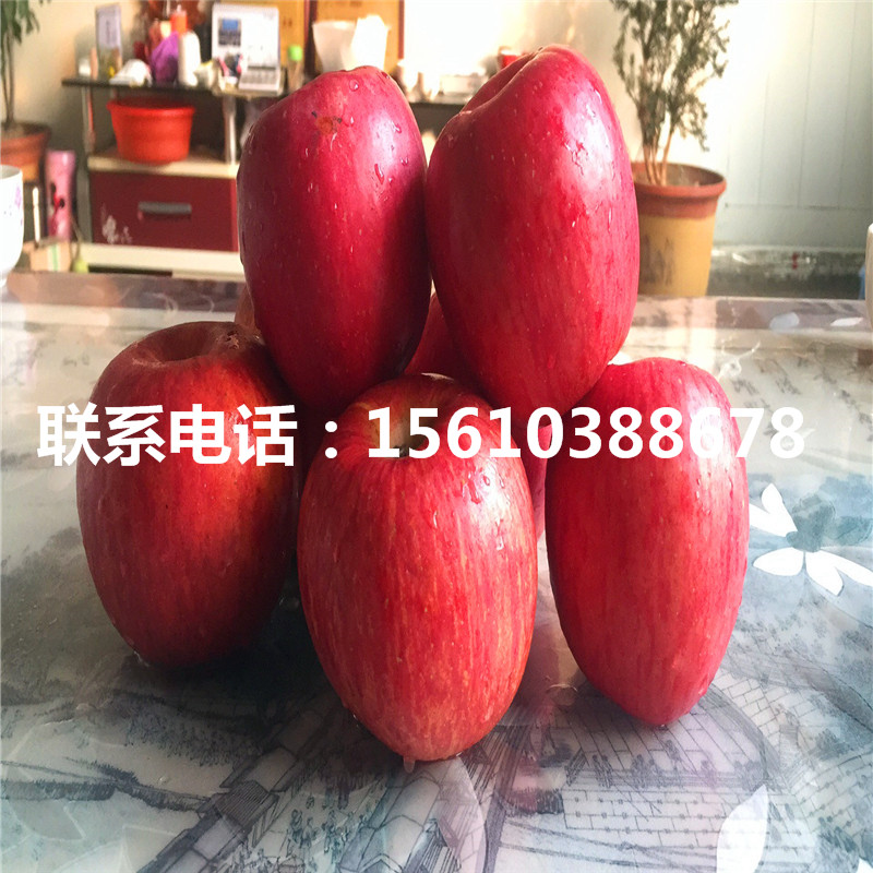 秦蜜蘋果苗價格
