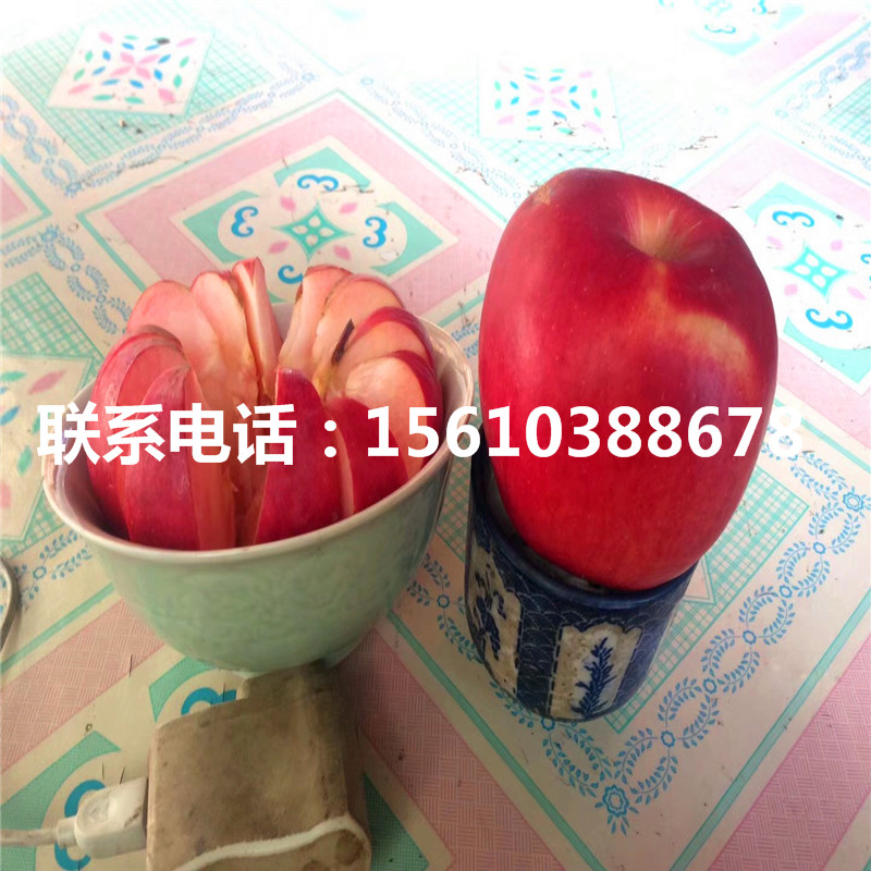 附近哪里有秦脆蘋果樹苗、秦脆蘋果樹苗批發(fā)多少錢