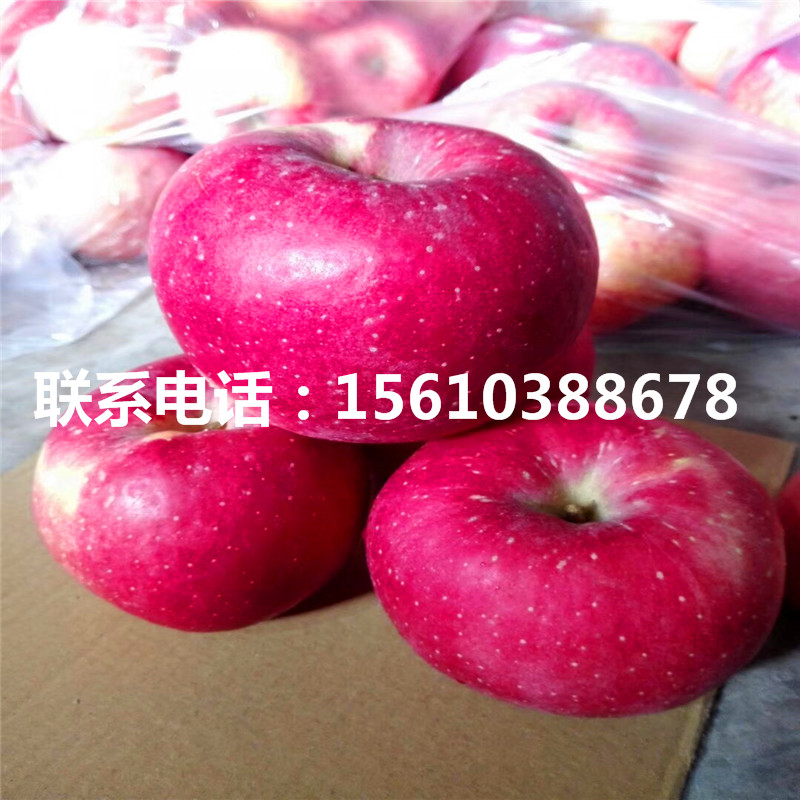 m9t337蘋果多少錢一棵