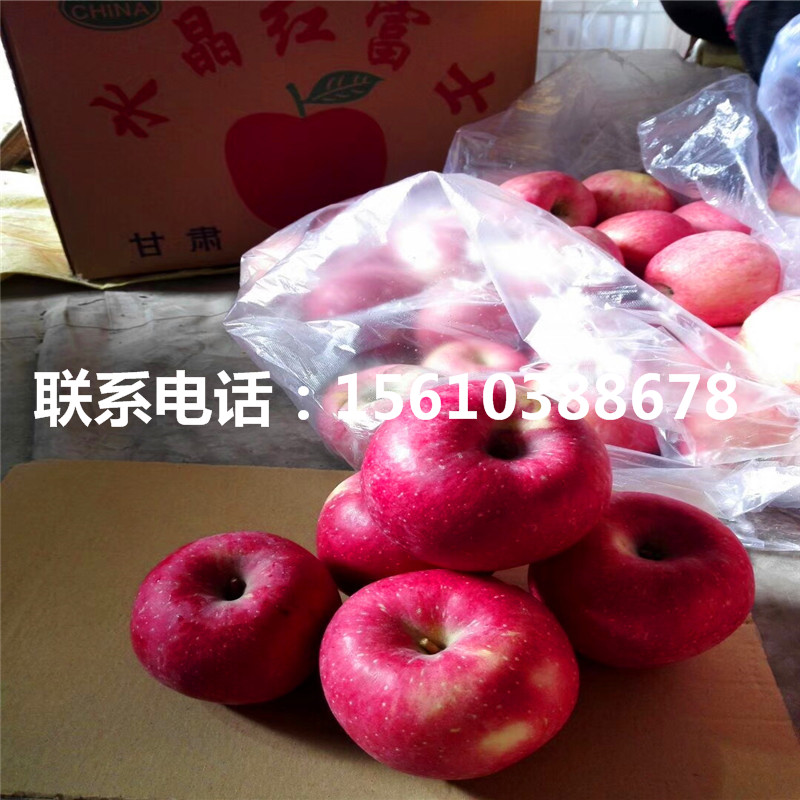 黃香蕉蘋果苗哪里有