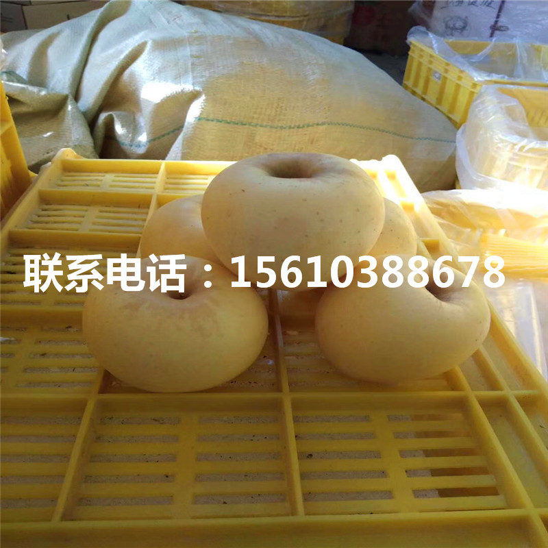 美味蘋果樹苗上車價(jià)格