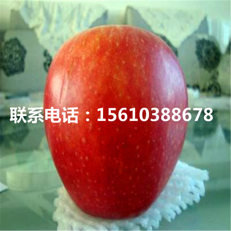 柱狀蘋果苗單價