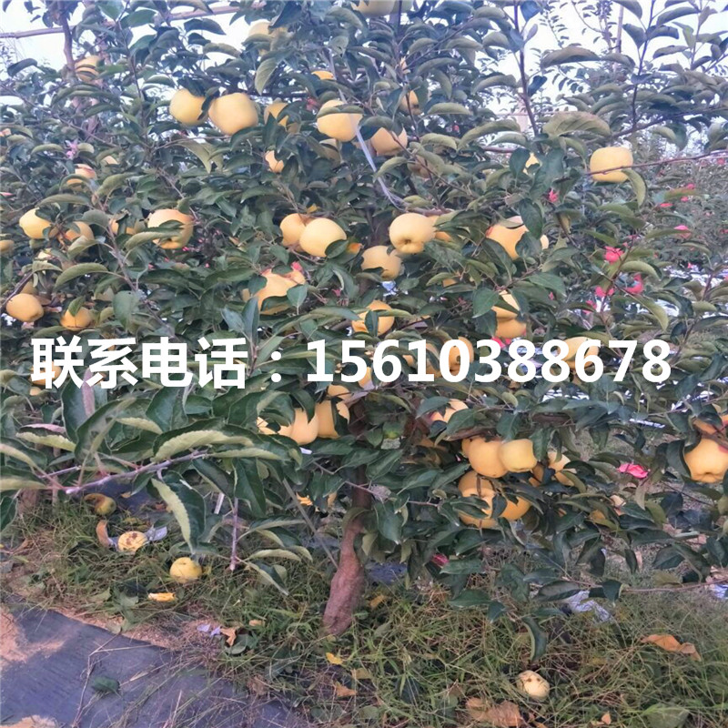 瑞雪蘋果苗單價