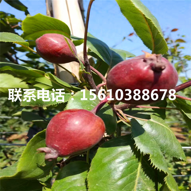 hff63蘋果樹苗供應批發(fā)