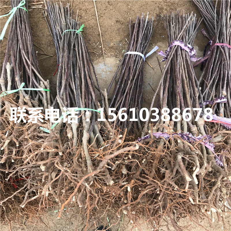 愛(ài)妃蘋(píng)果苗出售