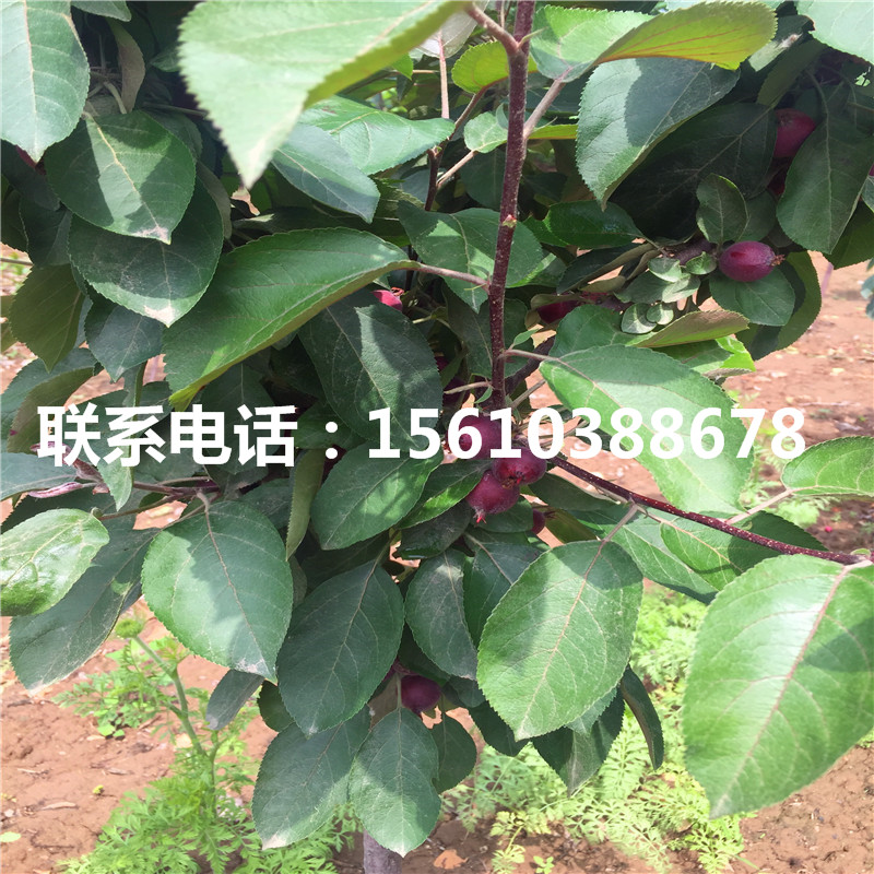 求購眾成一號蘋果苗、眾成一號蘋果苗價格