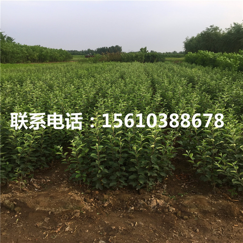 蘋果樹苗上車價(jià)格