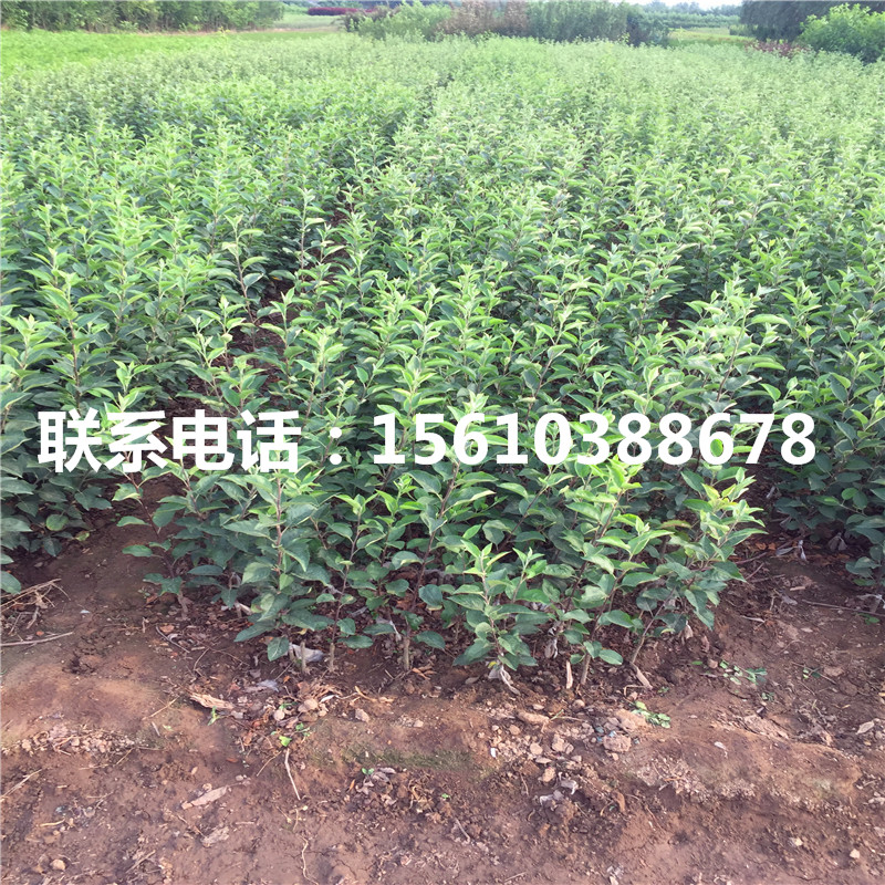 求購神富一號(hào)蘋果苗、神富一號(hào)蘋果苗出售基地