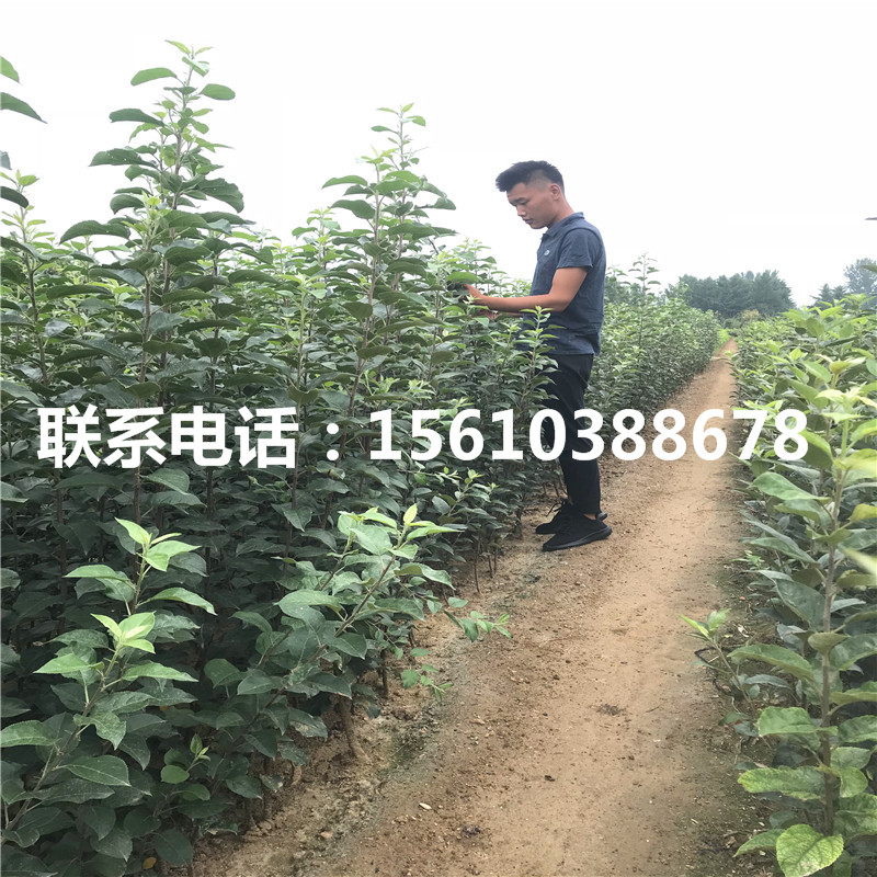 早生富士蘋果苗報價