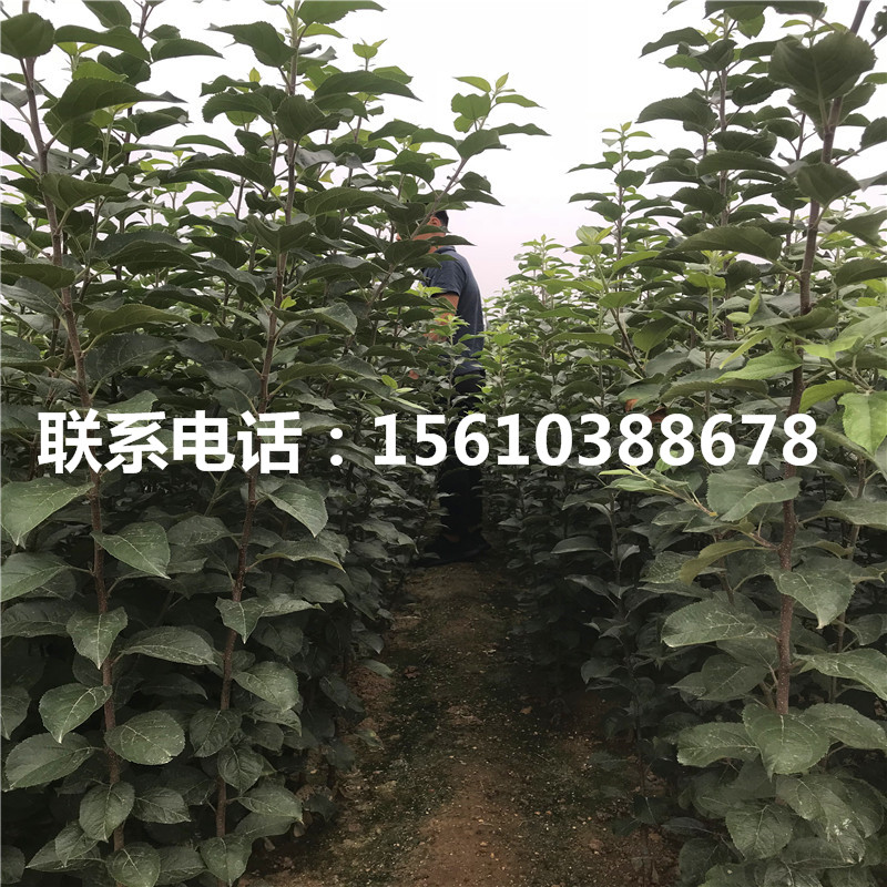 煙富10號(hào)蘋果苗出售價(jià)格