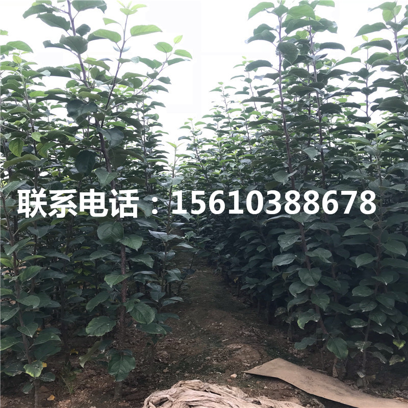 秦陽草莓苗什么價格