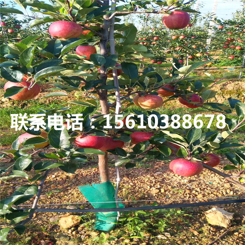 附近哪里有蜜脆蘋果樹苗、蜜脆蘋果樹苗多少錢一棵