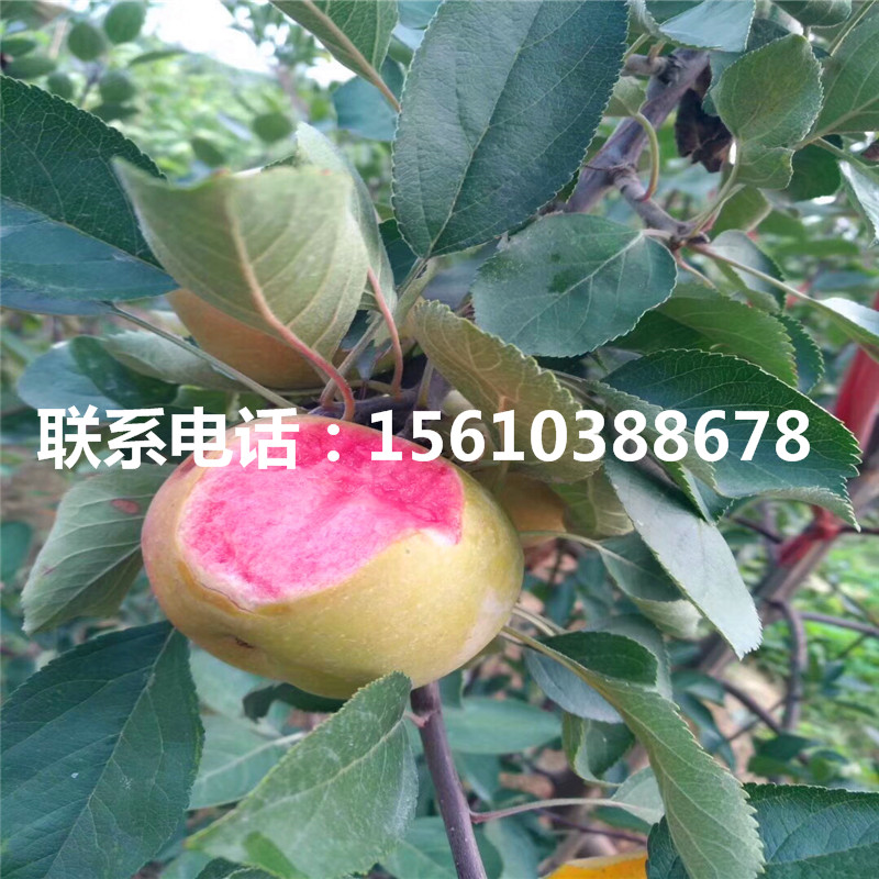 哪里出售黑鉆蘋果苗、黑鉆蘋果苗多少錢一棵