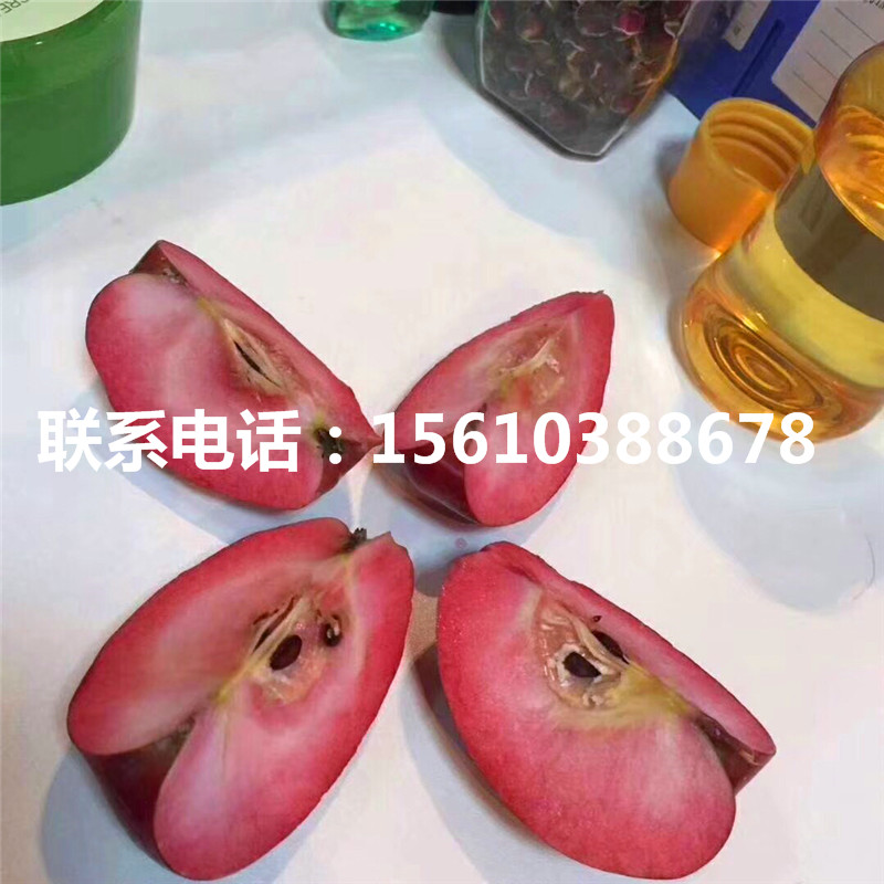 附近哪里有煙富10號蘋果苗、煙富10號蘋果苗價格及報價