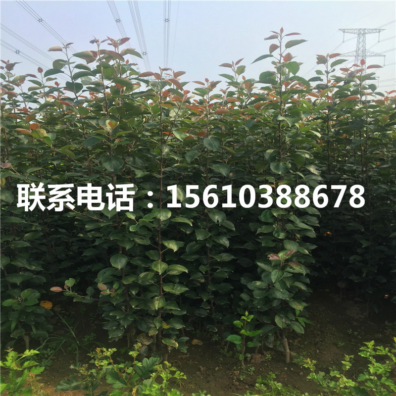 黃香蕉蘋果苗哪里有