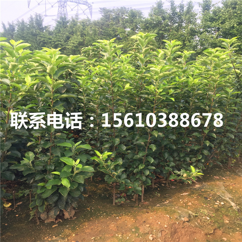 嫁接蘋果苗基地