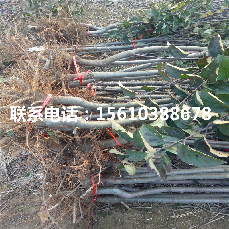 黑鉆蘋果樹苗每日報價