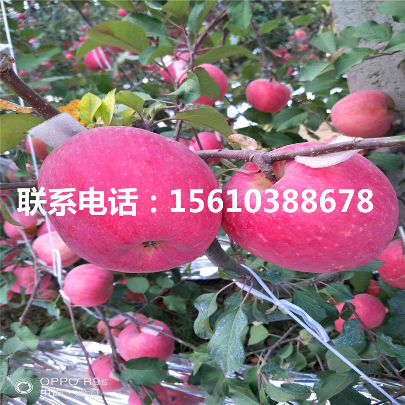 求購眾成一號蘋果苗、眾成一號蘋果苗價格