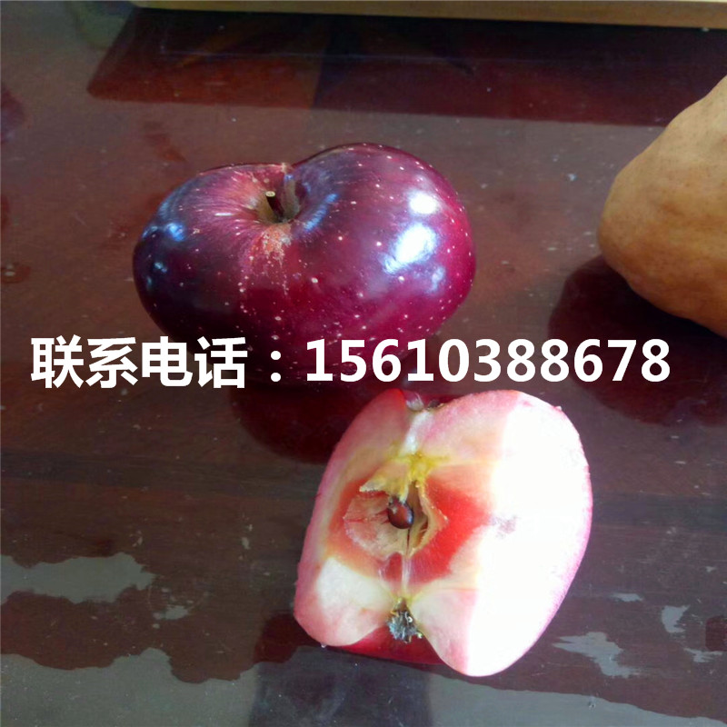 望香紅蘋(píng)果苗價(jià)格