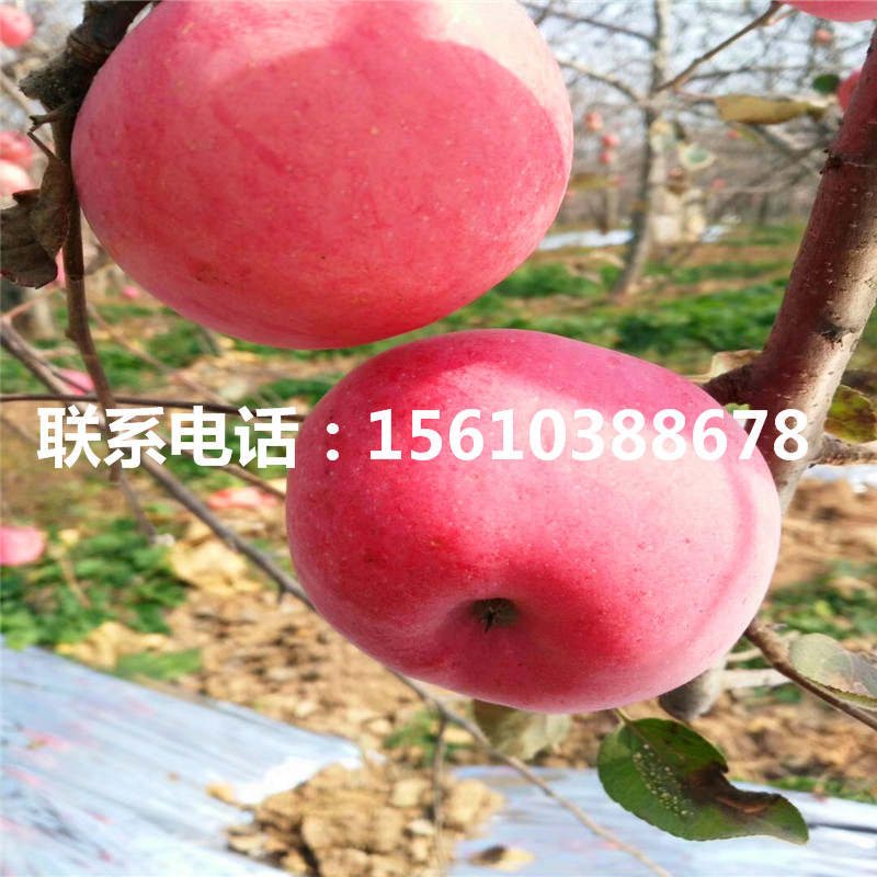 早生富士蘋果苗出售多少錢