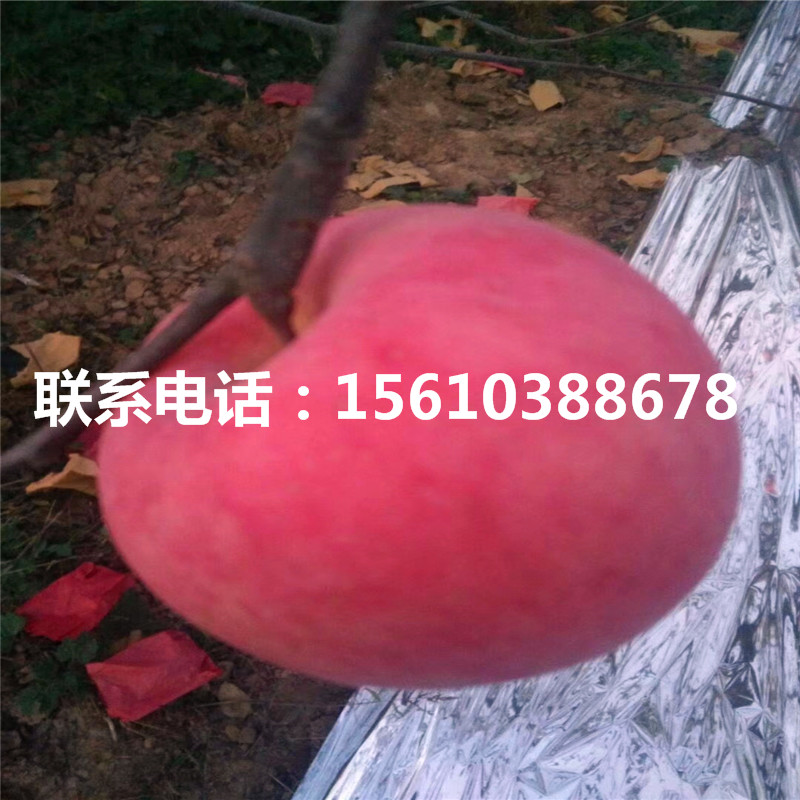 蘋果樹苗上車價(jià)格