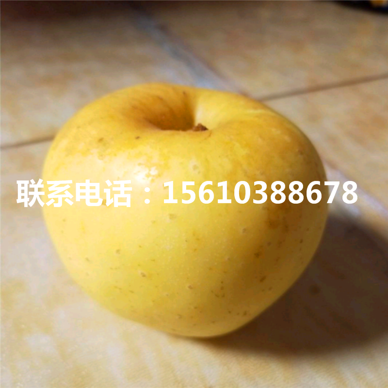 瑪麗莎蘋果苗多少錢