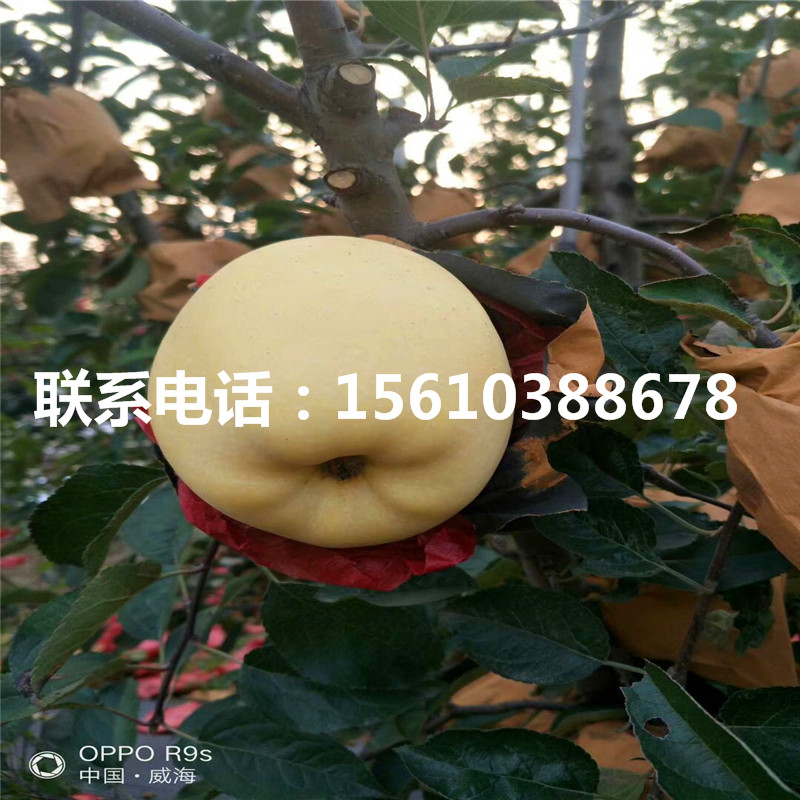 煙富0號蘋果苗每日報(bào)價