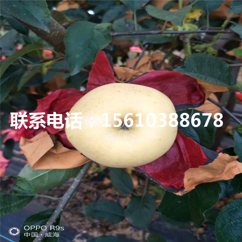 糖心蘋果樹苗批發(fā)價格