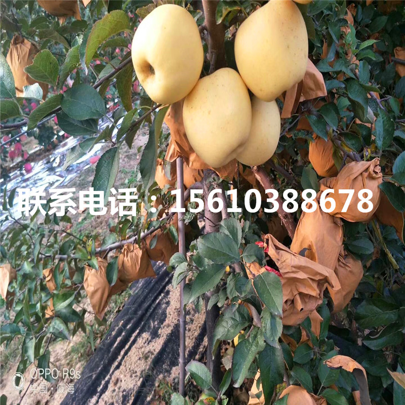 秦陽草莓苗基地
