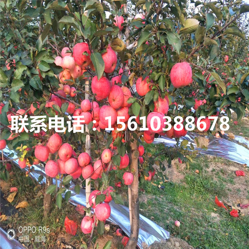 莫迪蘋果苗批發(fā)價格