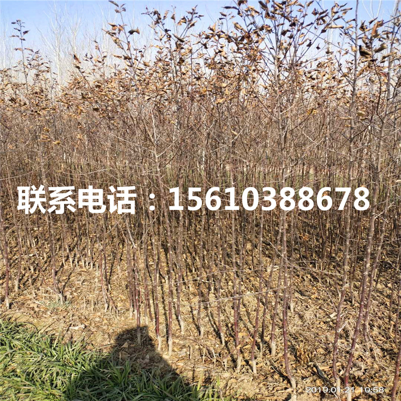 拓季蘋果樹苗價(jià)格多少錢
