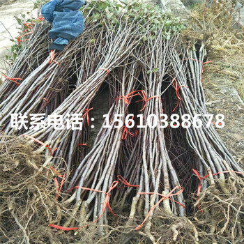 m26蘋果苗價格