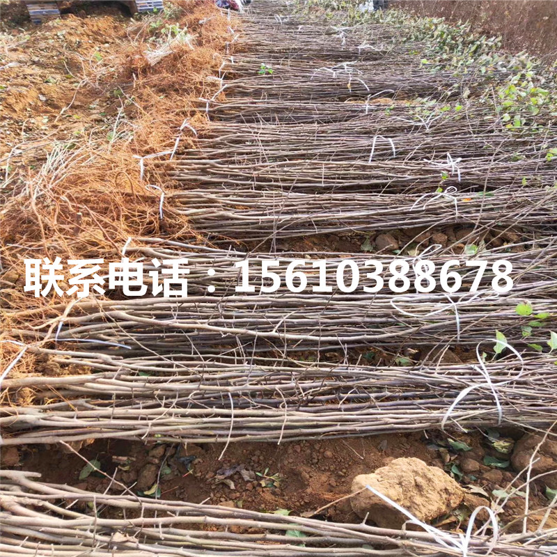 瑪麗莎蘋果苗多少錢