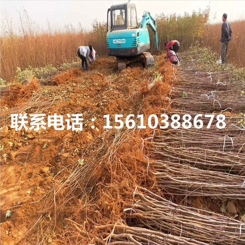 紅將軍蘋果苗批發(fā)價格