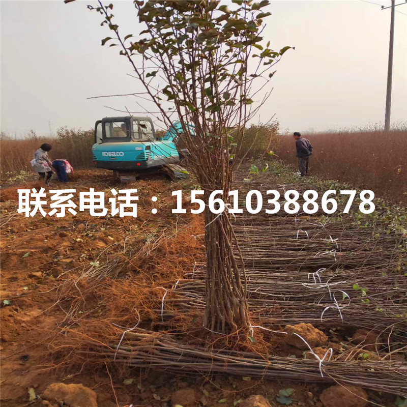 附近哪里有蜜脆蘋果樹苗、蜜脆蘋果樹苗多少錢一棵
