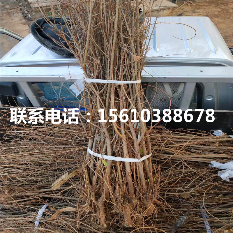愛(ài)妃蘋(píng)果苗出售
