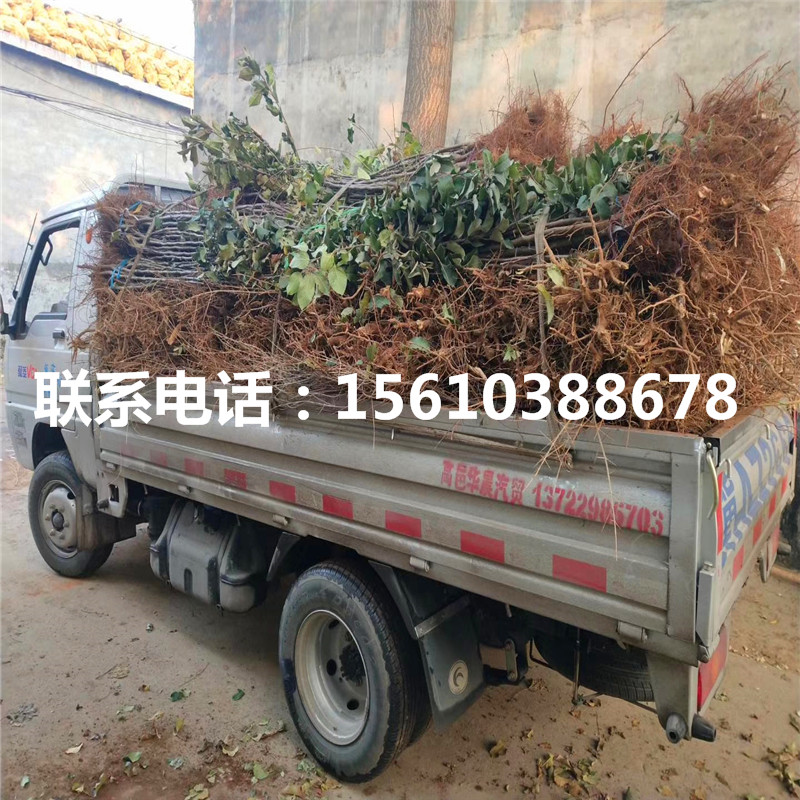 秦陽草莓苗什么價格