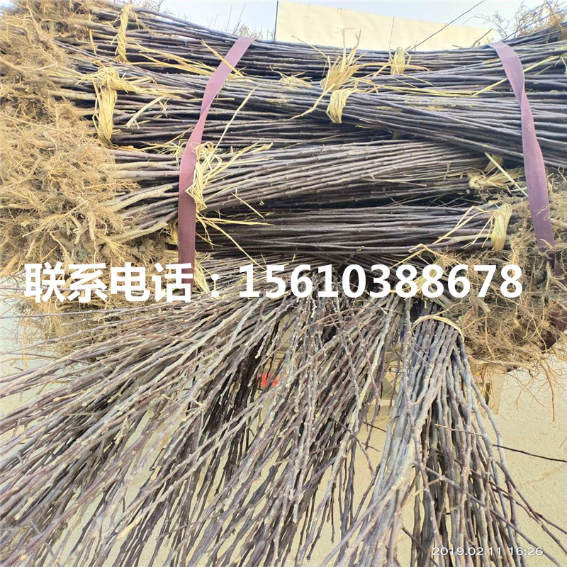 愛(ài)妃蘋(píng)果苗出售