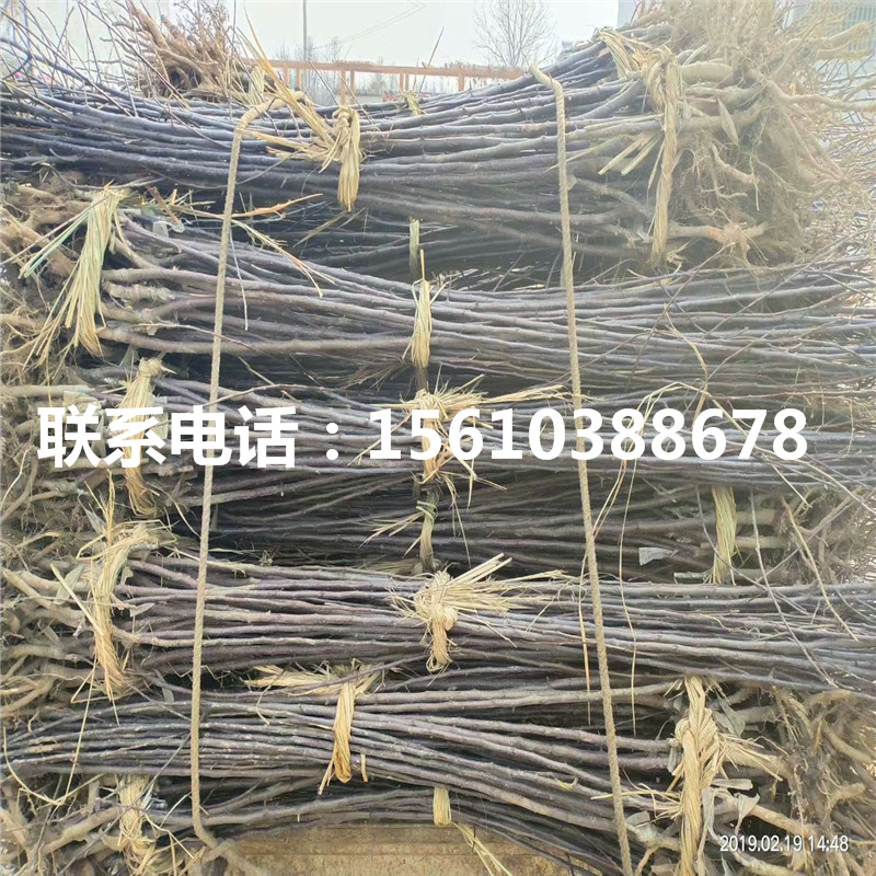 新品種明月蘋(píng)果苗、明月蘋(píng)果苗報(bào)價(jià)