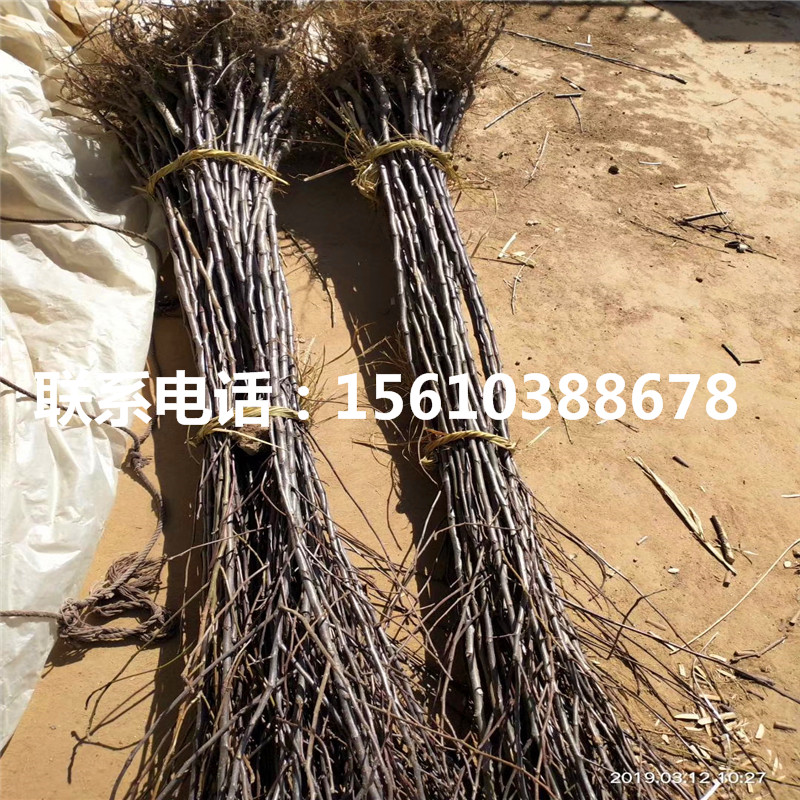m26蘋果樹苗銷售價格