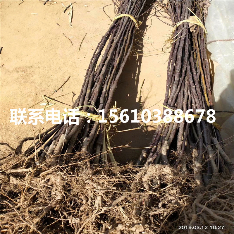 元帥蘋果樹苗出售