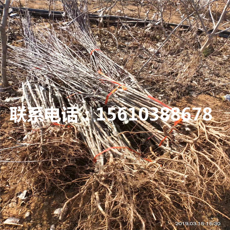 哪里出售煙富蘋果樹苗、煙富蘋果樹苗報價