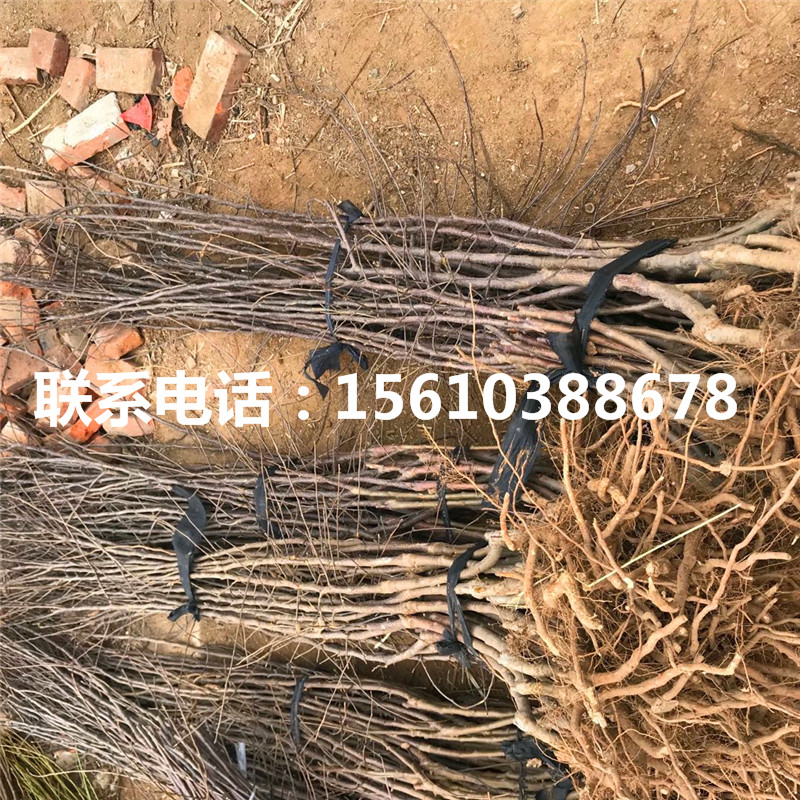 錦繡海棠樹苗單價
