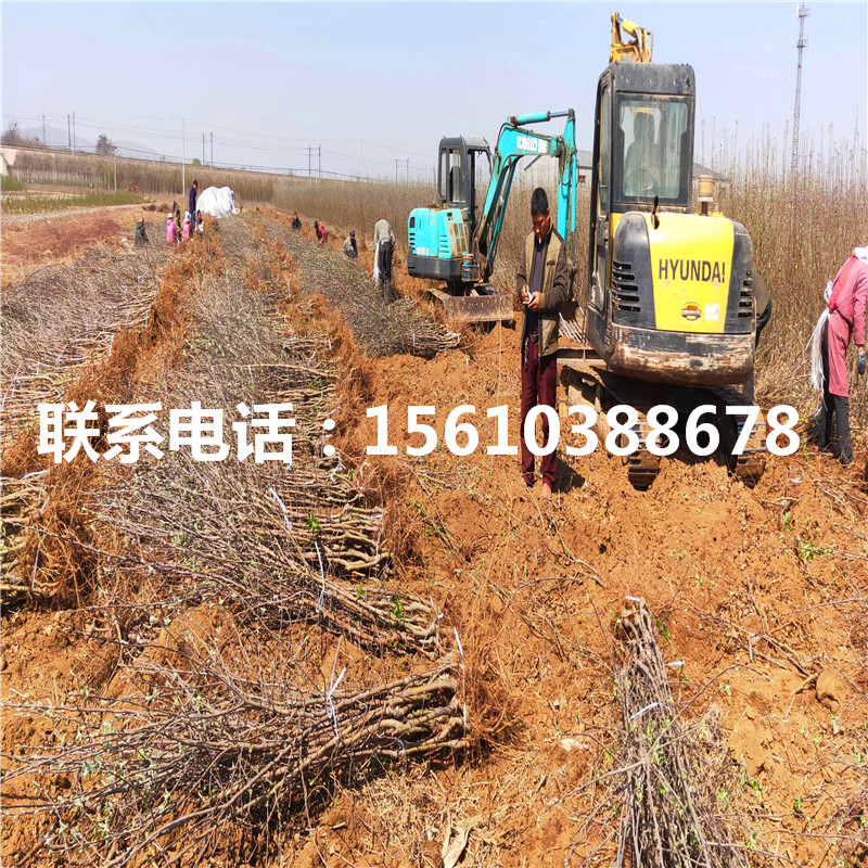 附近哪里有秦脆蘋果樹苗、秦脆蘋果樹苗批發(fā)多少錢