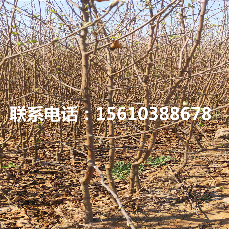 新品種明月蘋(píng)果苗、明月蘋(píng)果苗報(bào)價(jià)