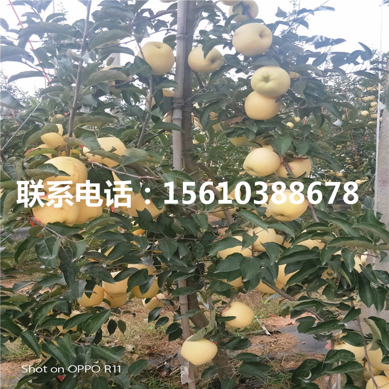 hff63苹果苗批发多少钱