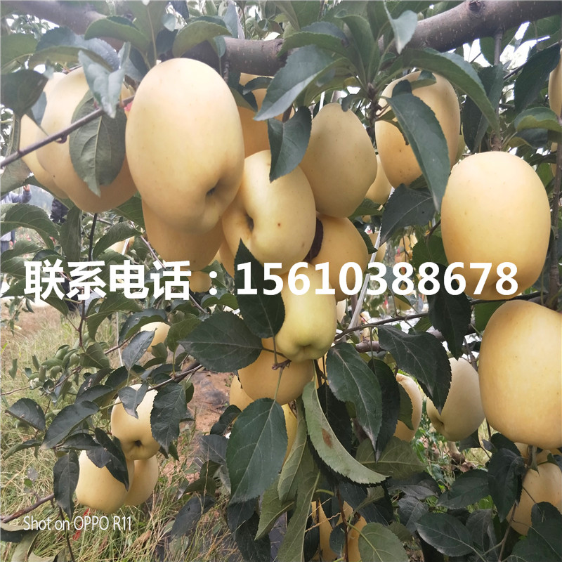 雞心果蘋果樹苗價(jià)格及報(bào)價(jià)