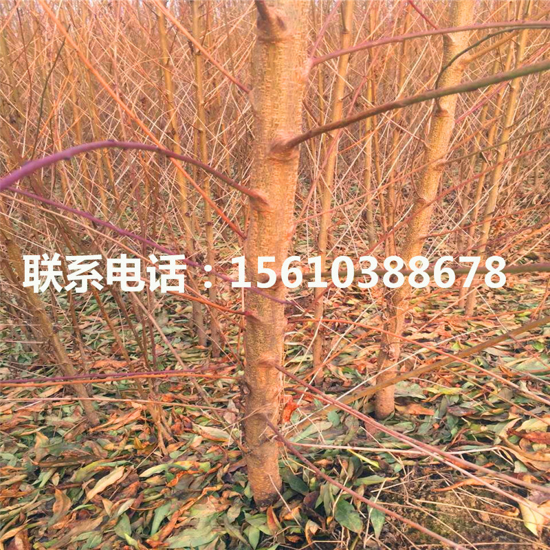 1576317504080592300-0.jpg